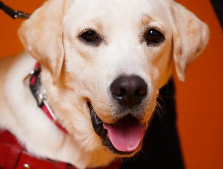 The guide dog received an official student ID at the Samara State Institute of Culture